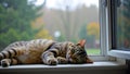 Cozy tabby cat sleeping on a windowsill on a rainy day. Royalty Free Stock Photo