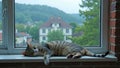 Cozy tabby cat sleeping on a windowsill on a rainy day. Royalty Free Stock Photo