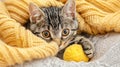 Cozy Tabby Kitten Playing with Yellow Yarn on Knitted Sweater. Royalty Free Stock Photo