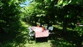 Cozy table with chairs in the green field with cherry trees