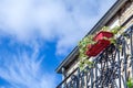 Cozy vintage French balcony with black metal railings, flowers in pot, open shutters on windows against blue sky, clouds. Bottom Royalty Free Stock Photo