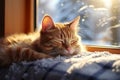 Cozy winter scene ginger cat naps contentedly on a sunny windowsill