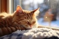 Cozy winter scene ginger cat naps contentedly on a sunny windowsill