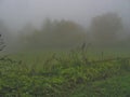 Cozzano Pineta, Parma province, Italy, green lawn and fence in the fog