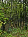 Cozzano Pineta province of Parma - Italy - Dense forest in Autumn