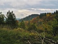 Cozzano Pineta province of Parma - Italy - Dense forest in Autumn