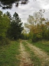 Cozzano Pineta province of Parma - Italy - Path in the forest in Autumn