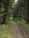 Cozzano Pineta, Provincia di Parma,Italy, path in the pine and fir forest