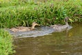 A couple of yellow billed duck Royalty Free Stock Photo