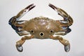 Crab Royalty Free Stock Photo