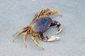 Crab Royalty Free Stock Photo