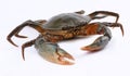 Crab Royalty Free Stock Photo