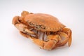 Crab Royalty Free Stock Photo