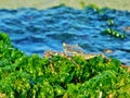 Crab at algae in Dominican republic Beach, bayahibe, resort Royalty Free Stock Photo