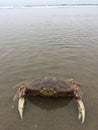 Crab alive Oregon Coast