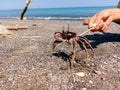 Crab is angry Royalty Free Stock Photo