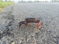 Crab on the road