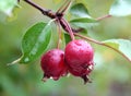 Crab apple Royalty Free Stock Photo