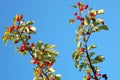 Crab apple Royalty Free Stock Photo