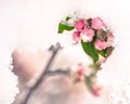 Crab-apple Blooms in Early Spring Snow Royalty Free Stock Photo