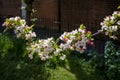 Crab Apple Blossom against a dark background