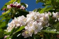 Crab Apple Blossom soaking up spring sunshine Royalty Free Stock Photo