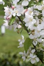 Crab apple blossoms