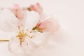 Crab Apple Blossoms bathing in Light Pink Royalty Free Stock Photo