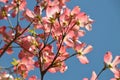 Crab apple blossoms with blue sky Royalty Free Stock Photo