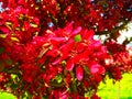 Crab apple blossoms Royalty Free Stock Photo