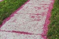 Crab apple blossoms strewn on sidewalk Royalty Free Stock Photo