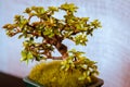 Crab apple bonsai tree being shown at the Frederik Meijer Gardens in Grand Rapids Michigan