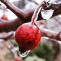 Crab apple covered in ice