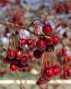 Crab apple fruit in winter Royalty Free Stock Photo