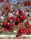 Crab apple fruit in winter