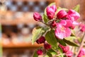 Crab Apple Malus Pink Flowers And Leaves