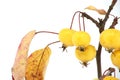 Crab apple over white background, Malus sylvestris Royalty Free Stock Photo