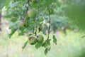 Crab apple tree