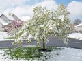 Crab Apple Tree Blossoms Laden with April Snow