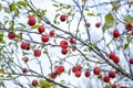 Crab Apple Tree