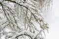Crab Apple Tree Covered in Snow Royalty Free Stock Photo