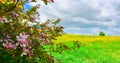 Crab apple tree with flowers in foreground with field of dandelions and tree in background Royalty Free Stock Photo