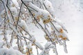 Crab Apple Tree Covered in Snow Royalty Free Stock Photo