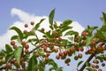 Crab apple tree with many tiny red apples Royalty Free Stock Photo