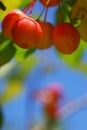 Crab Apples