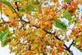 Crab Apples on the branches of an apple tree Royalty Free Stock Photo