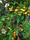 This is a crab apple tree in a garden in Lancashire Royalty Free Stock Photo