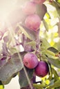 Crab Apples on Tree