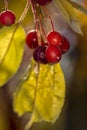 Crab apples and yellow leaves. Royalty Free Stock Photo