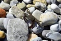 Crab basks in the spring sun